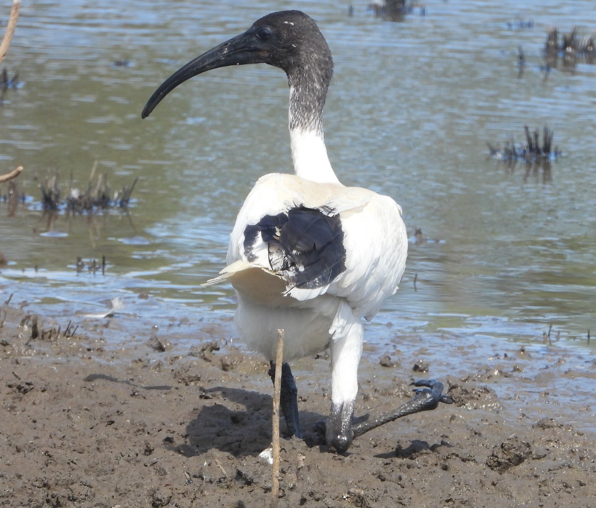 ibis australský - ML561369481