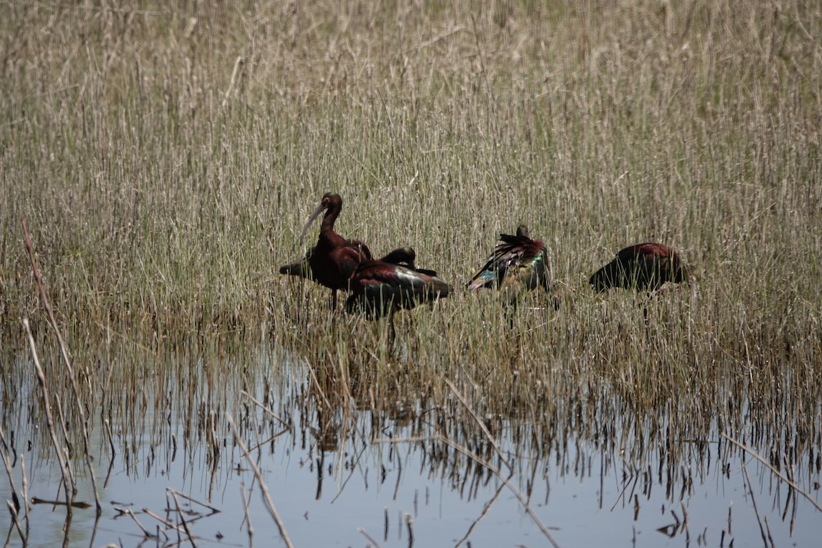 White-faced Ibis - ML561369561