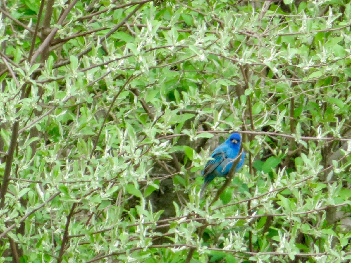 Indigo Bunting - ML56137031