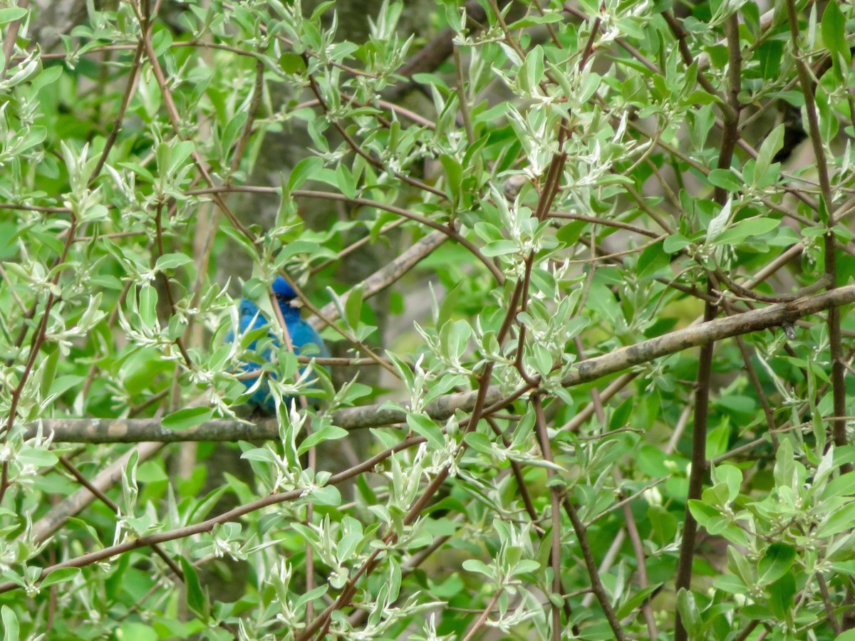 Indigo Bunting - ML56137041