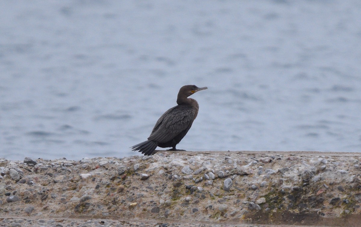 Neotropic Cormorant - ML561371761