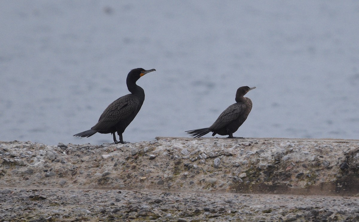 Neotropic Cormorant - ML561371771