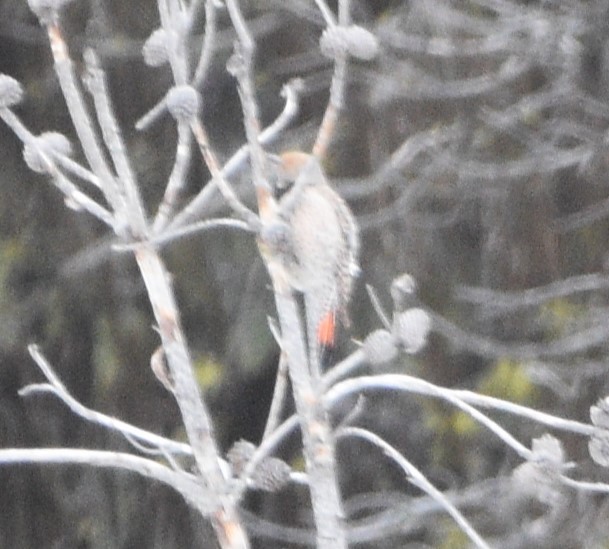 Northern Flicker - ML561371901