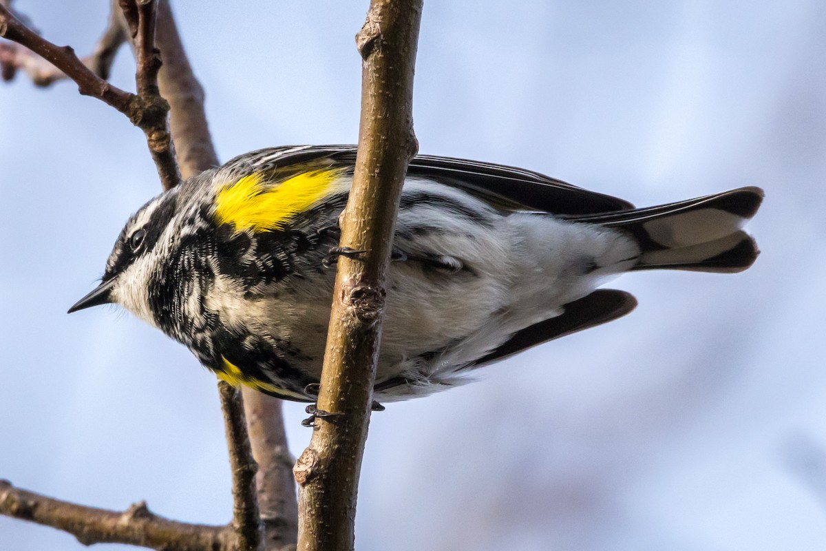 Yellow-rumped Warbler - Edward  Muennich