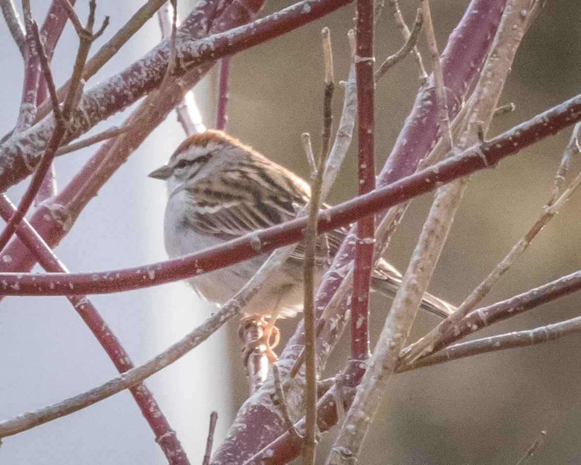 Chipping Sparrow - ML561374121