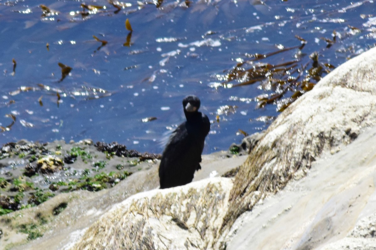 Brandt's Cormorant - ML561374571