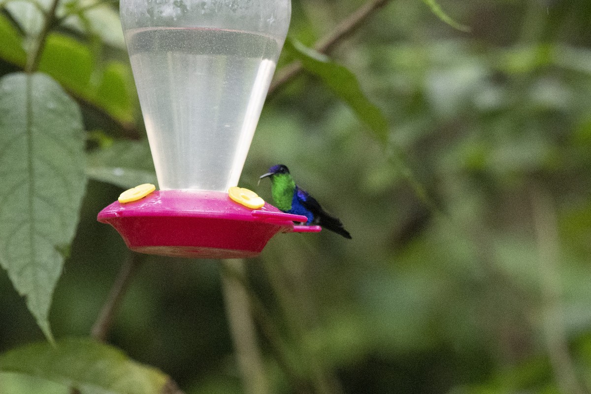 kolibřík vidloocasý - ML561374901