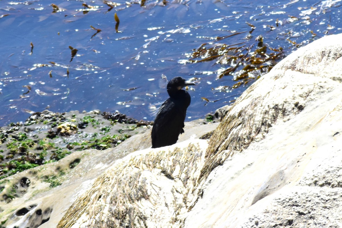 Brandt's Cormorant - ML561374921