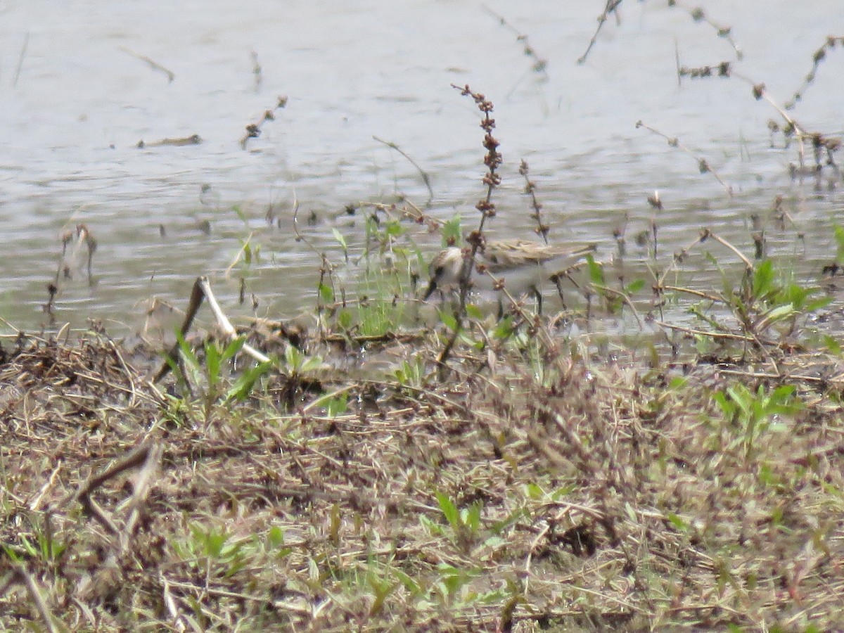 Semipalmated Sandpiper - Joe Hoelscher