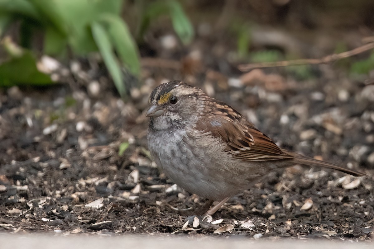 White-throated Sparrow - David Olsen