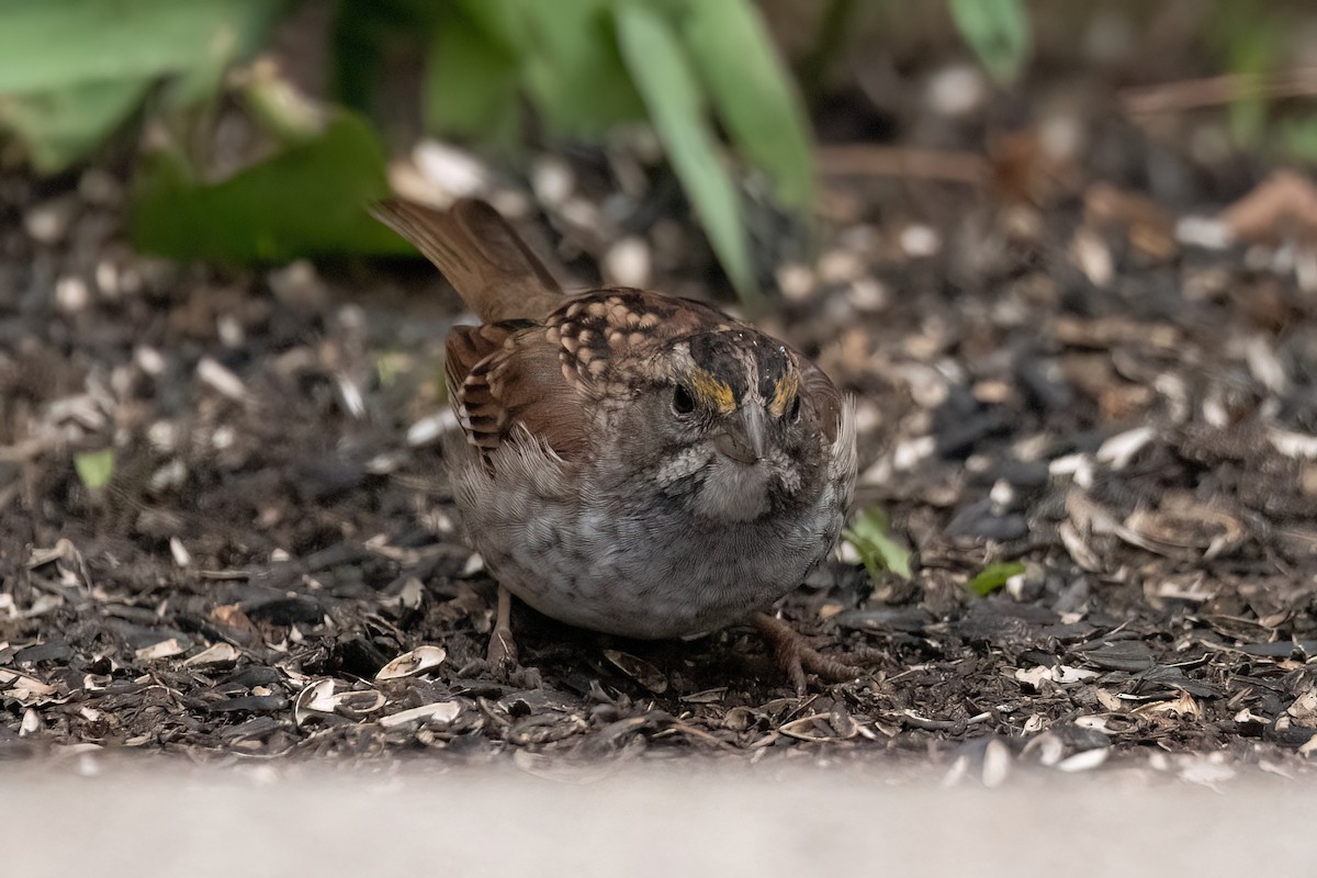 White-throated Sparrow - ML561379251