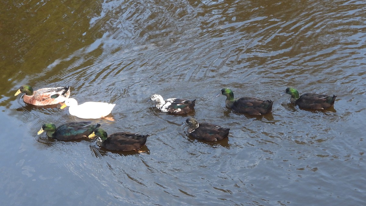 Mallard (Domestic type) - Paul Marty