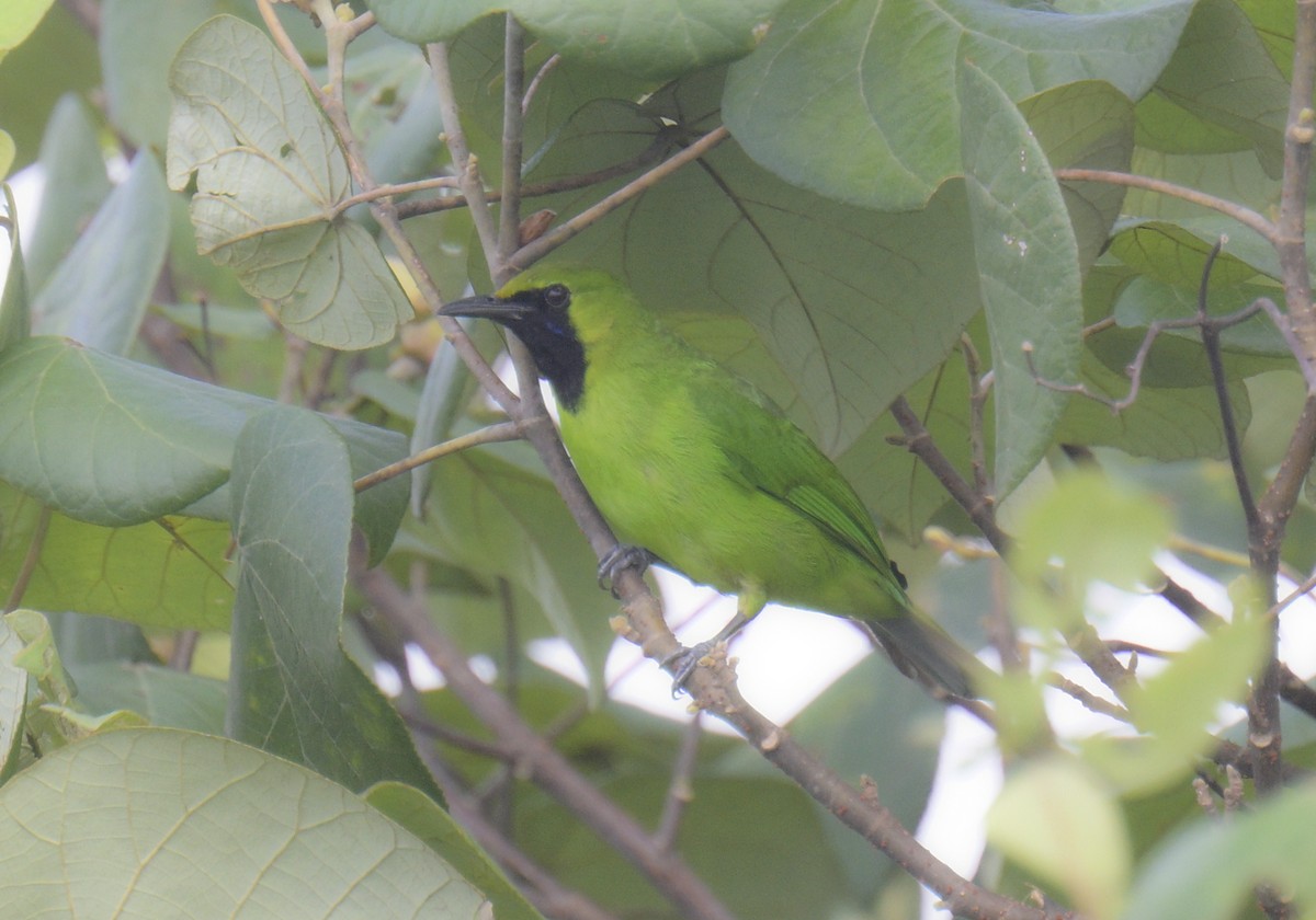 Blaubart-Blattvogel - ML561379701