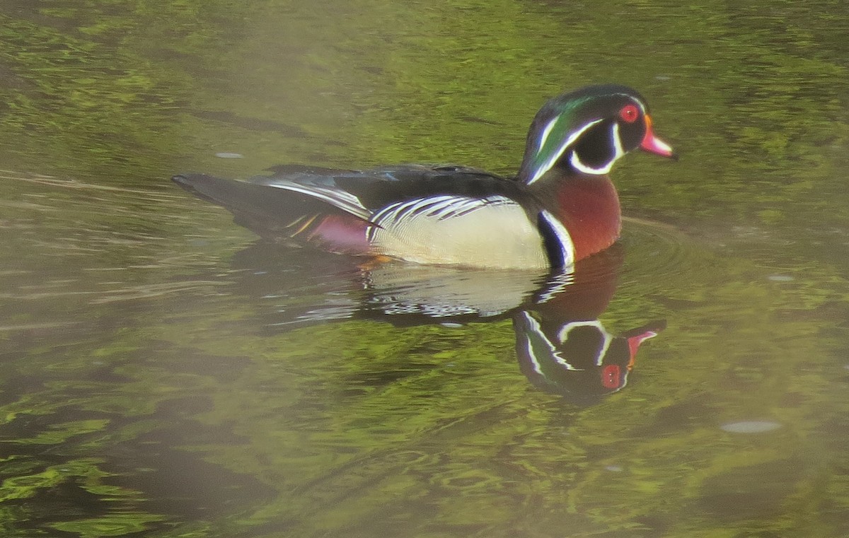 Wood Duck - ML561379751