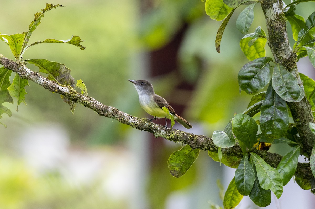 Dusky-capped Flycatcher - ML561379971