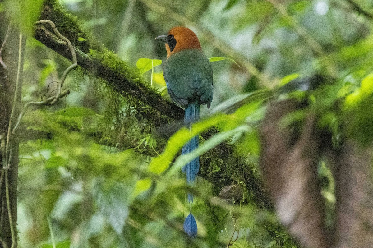 Rufous Motmot - Brigitte Brantley