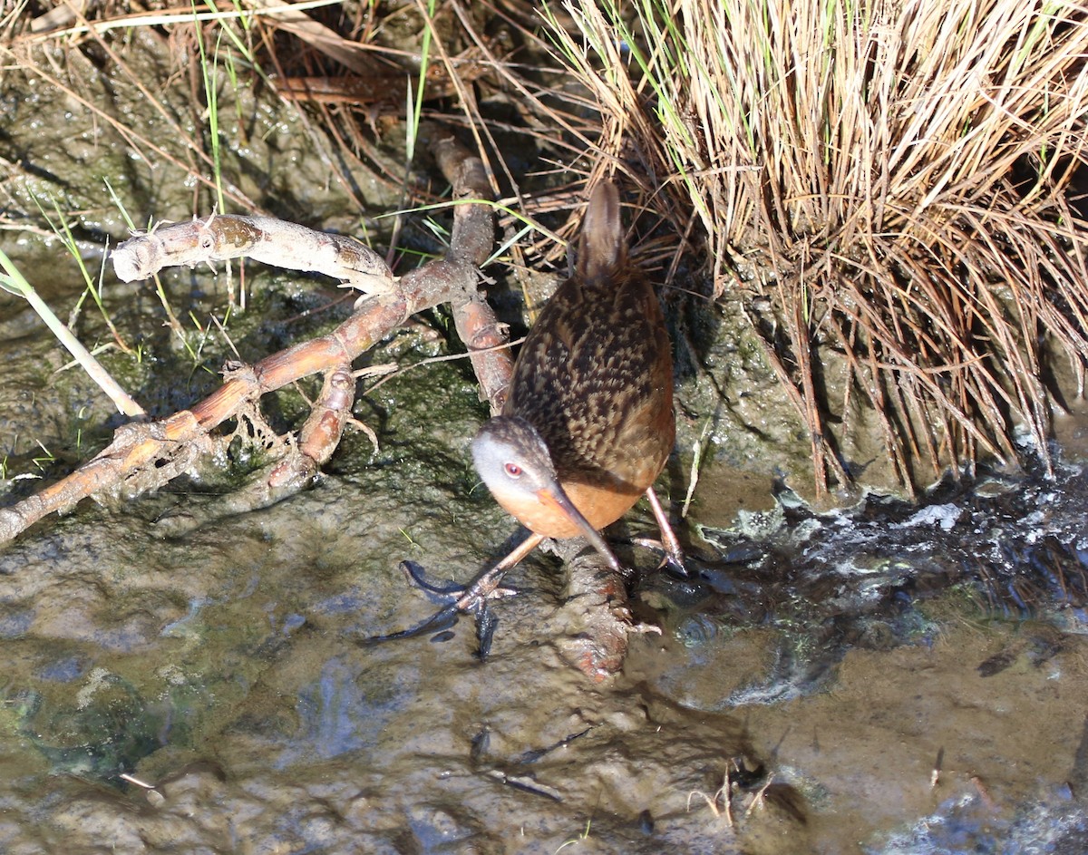 Virginia Rail - Jeff Dale