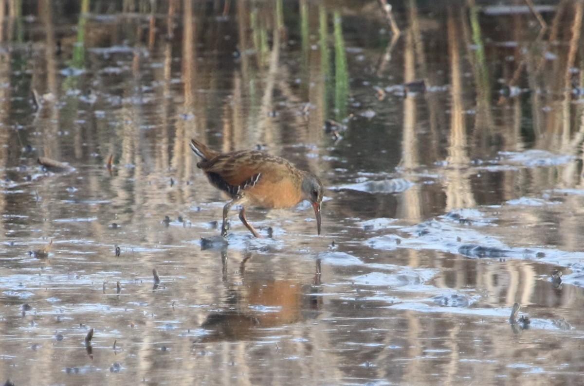 Virginia Rail - ML561383031