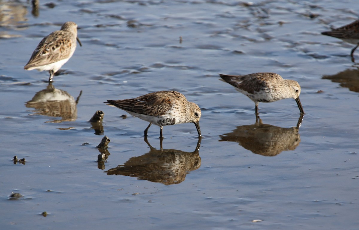 Dunlin - ML561383371