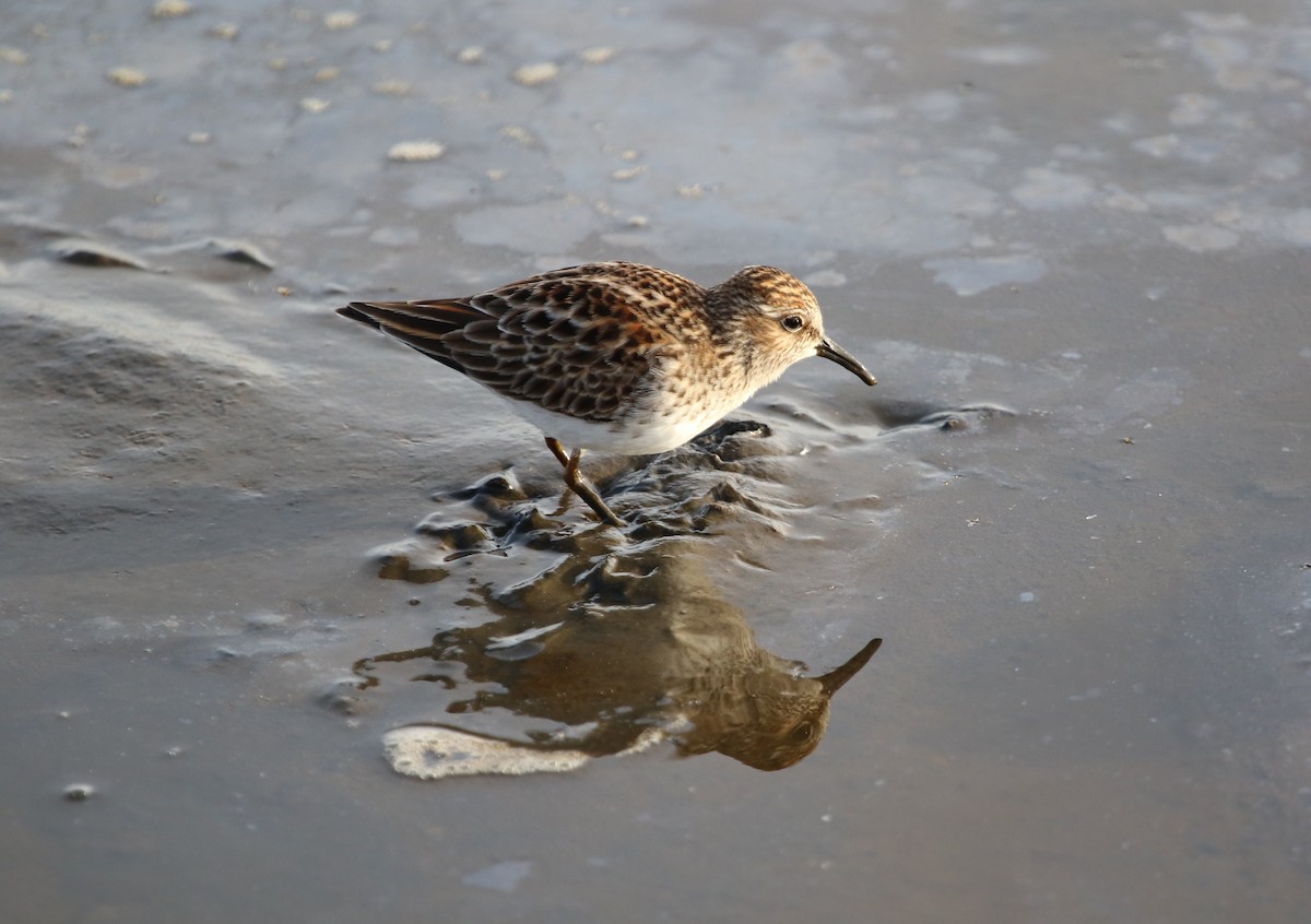 Least Sandpiper - ML561383461