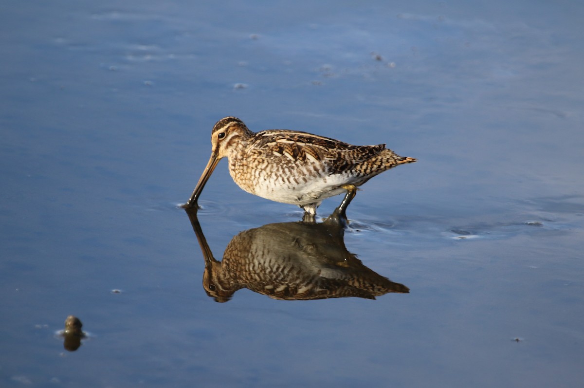 Wilson's Snipe - Jeff Dale
