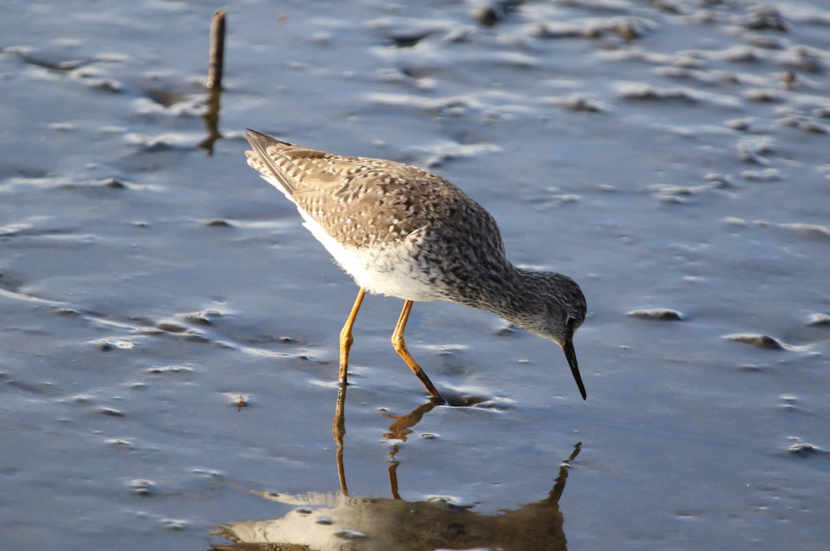 Lesser Yellowlegs - Jeff Dale