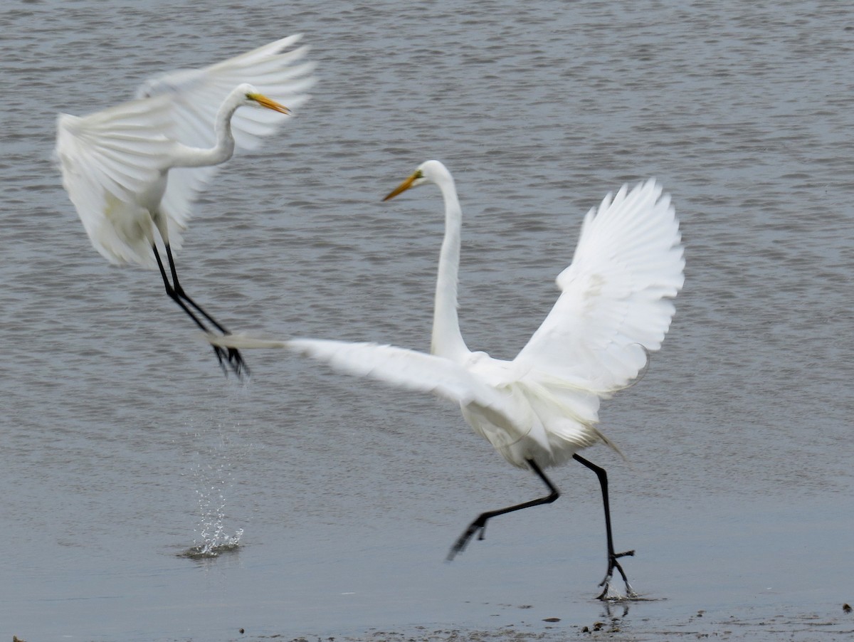 Great Egret - Scott Schwenk