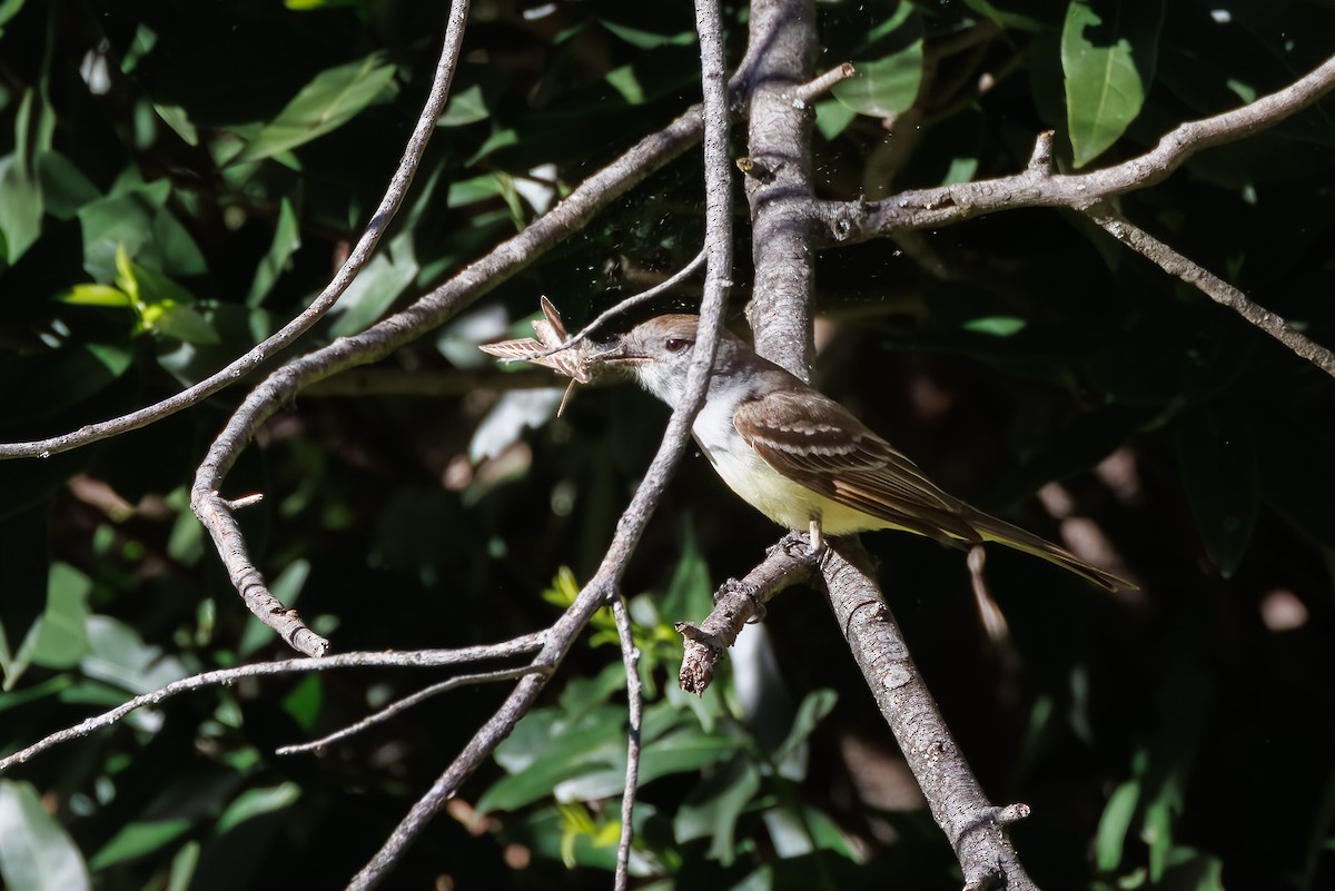 Ash-throated Flycatcher - ML561386441