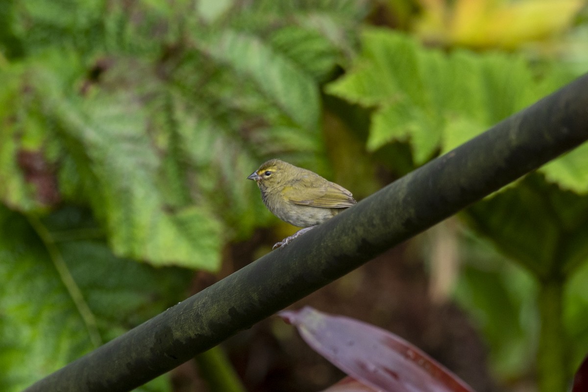 Yellow-faced Grassquit - Brigitte Brantley