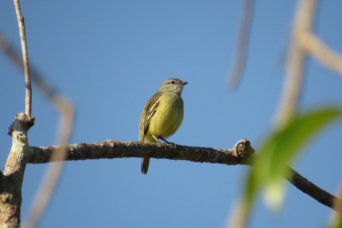 Yellow-crowned Tyrannulet - Tomaz Melo