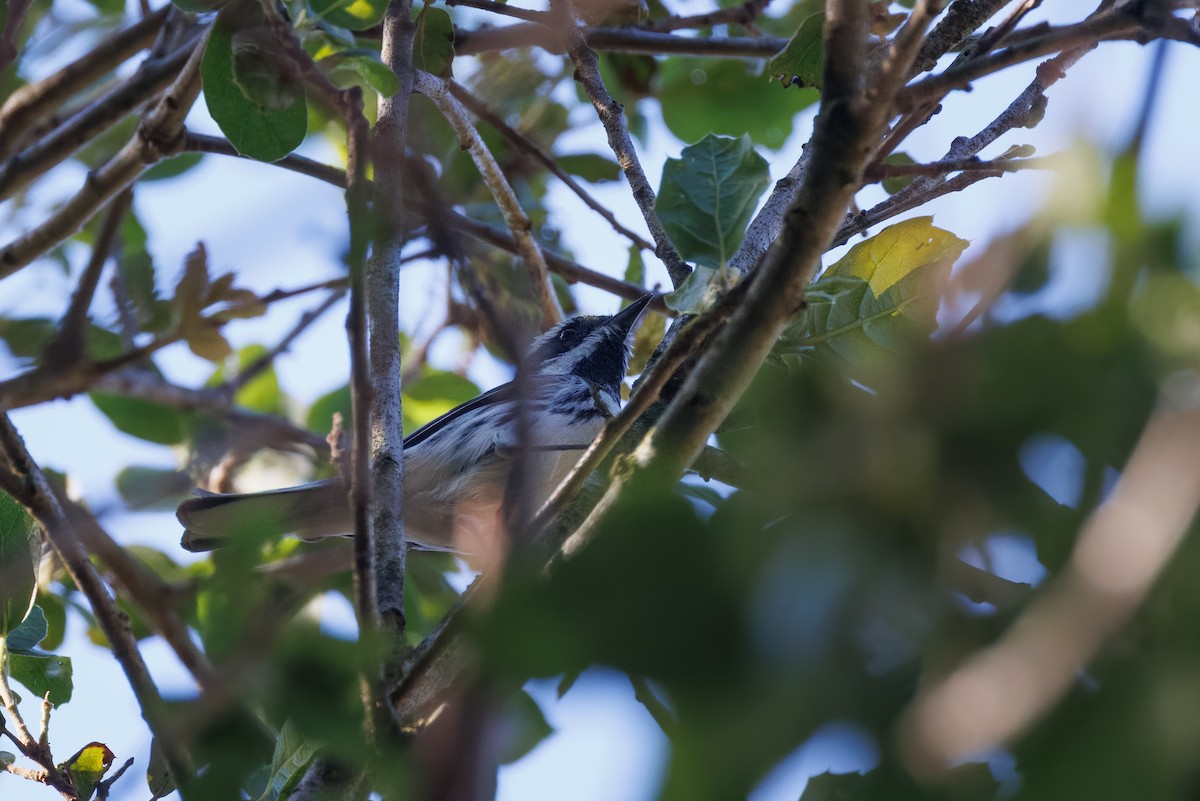 Black-throated Gray Warbler - ML561387811