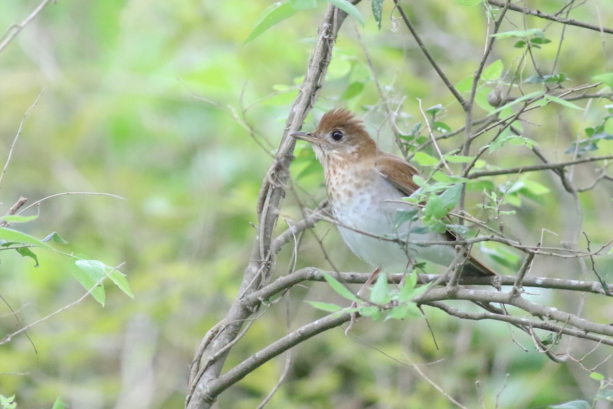 Veery - ML561388101