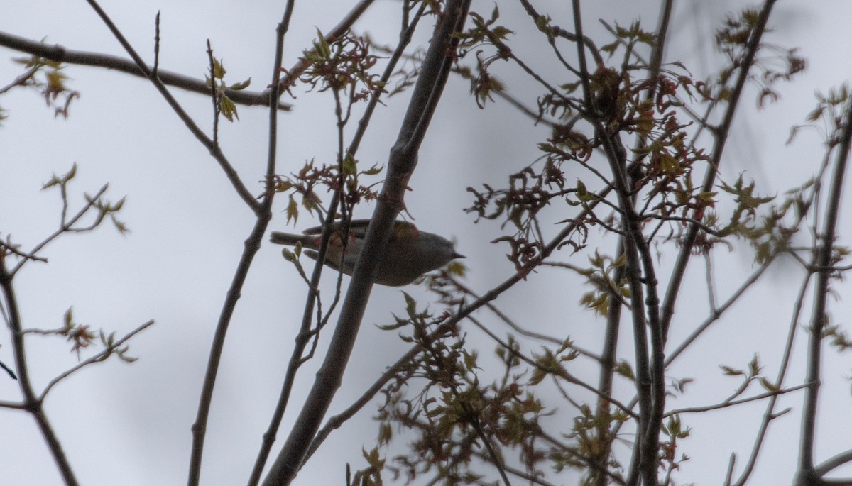 Blue-headed Vireo - ML561388551