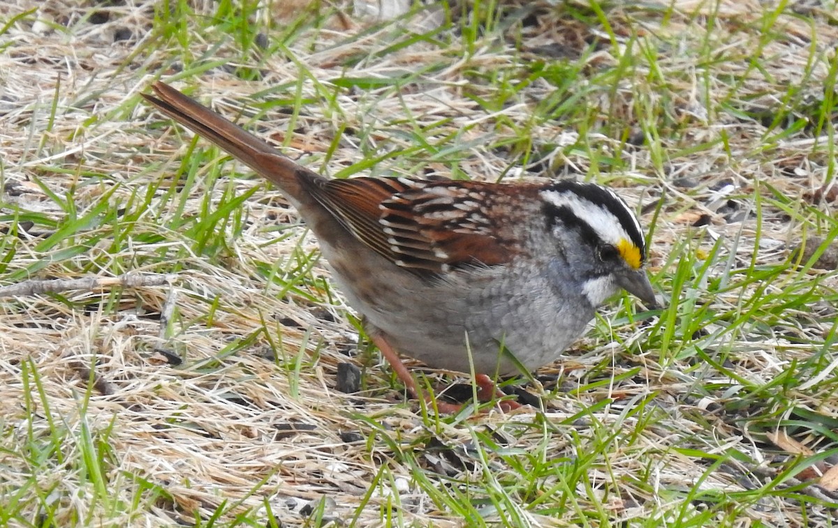 White-throated Sparrow - ML561388771