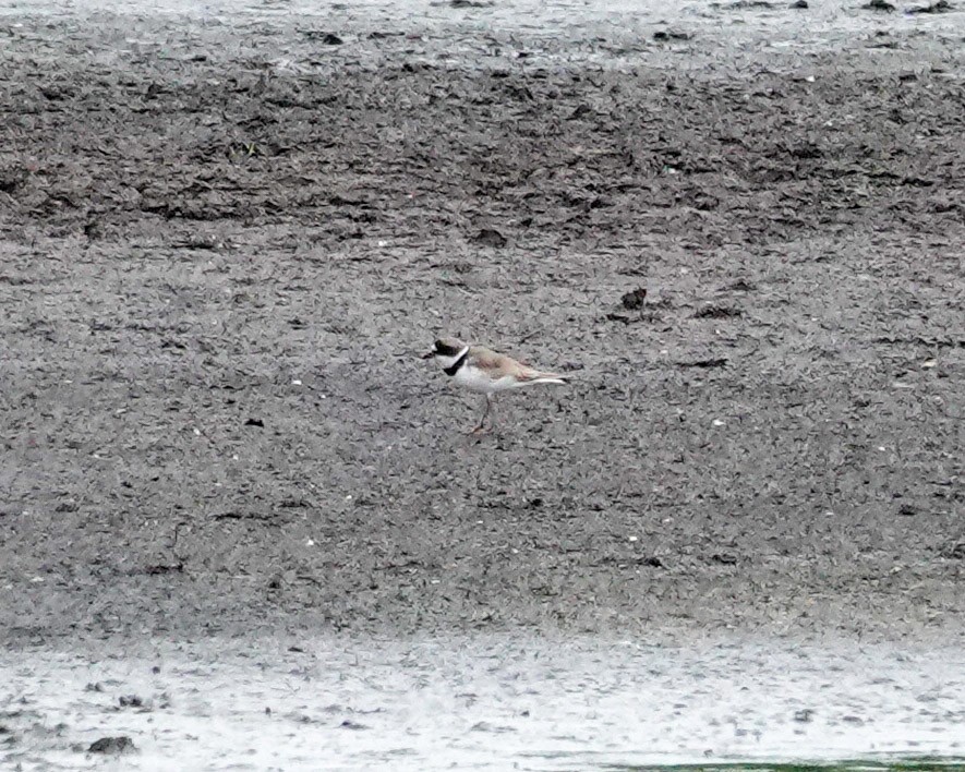 Semipalmated Plover - ML561389191