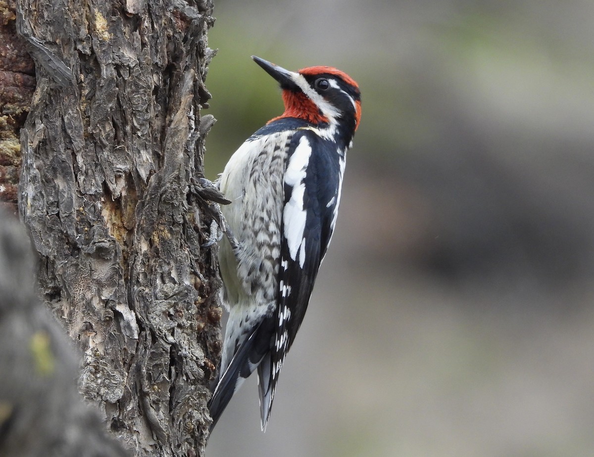 Red-naped Sapsucker - Nick Swan