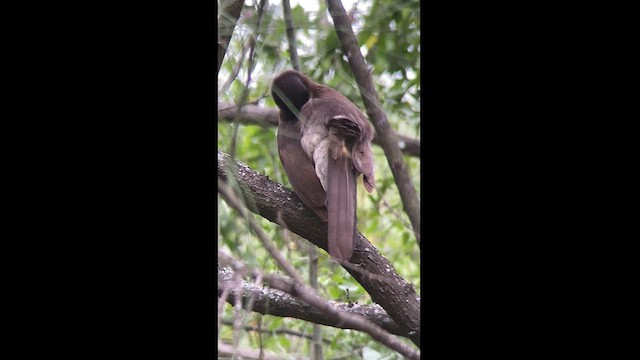 Brown Jay - ML561393671