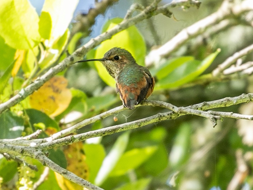 Allen's Hummingbird - Miya Lucas