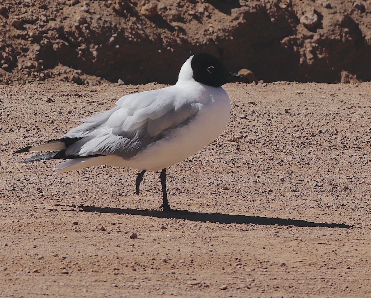 Andean Gull - OSCAR PEREDO