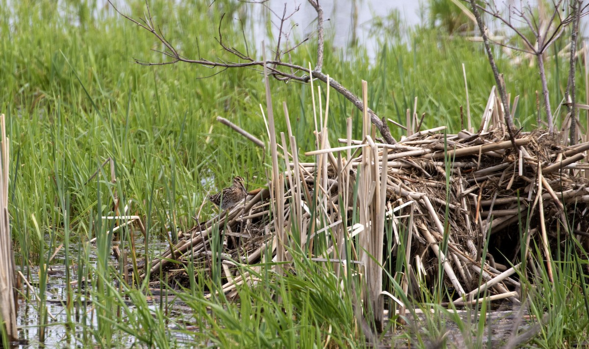 Wilson's Snipe - ML561394621