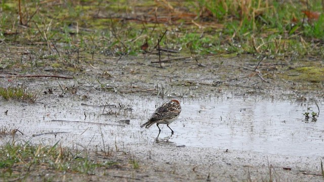 Lapland Longspur - ML561395381