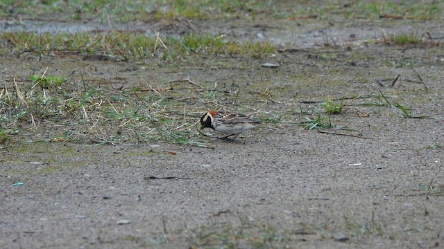 Lapland Longspur - ML561395431