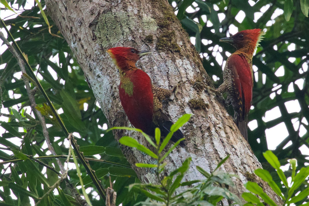 Banded Woodpecker - ML561399891