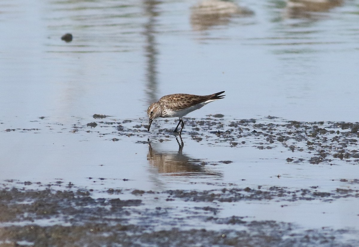 White-rumped Sandpiper - Cameron Rutt