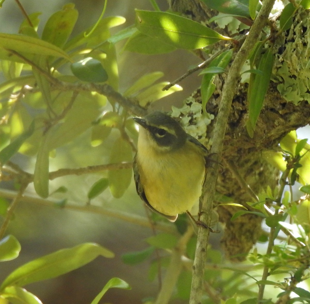 Black-throated Blue Warbler - ML561403191