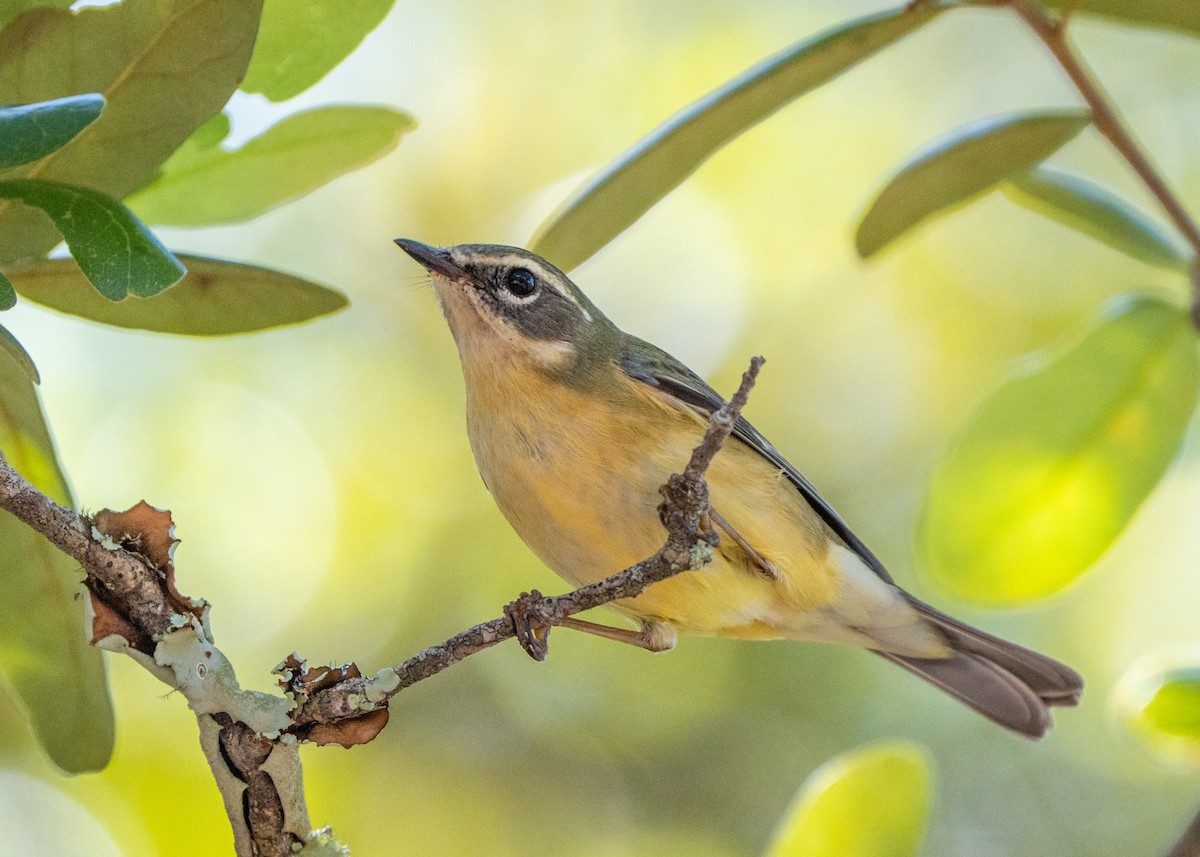 Black-throated Blue Warbler - ML561403331