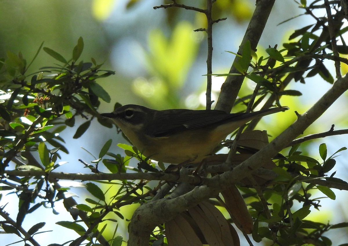 Black-throated Blue Warbler - ML561403371