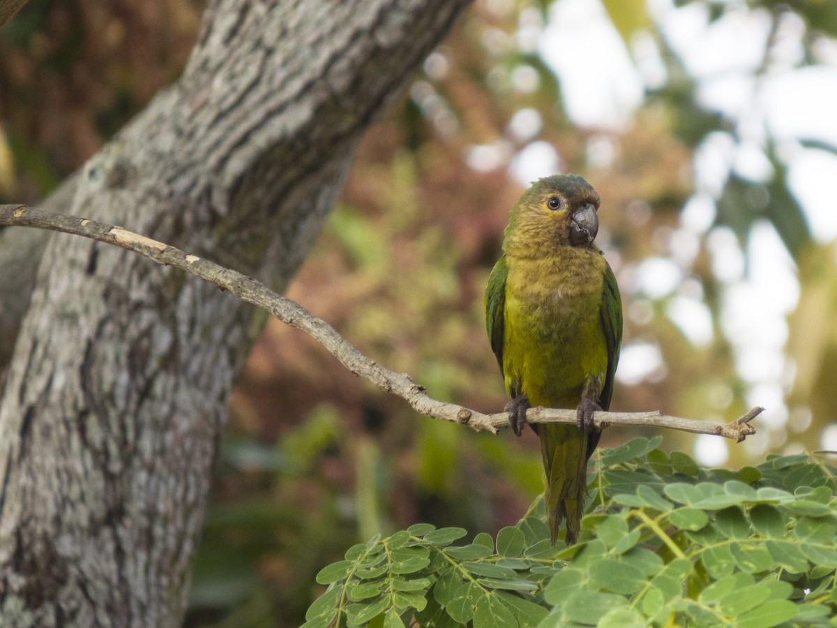 Aratinga Pertinaz - ML561404881