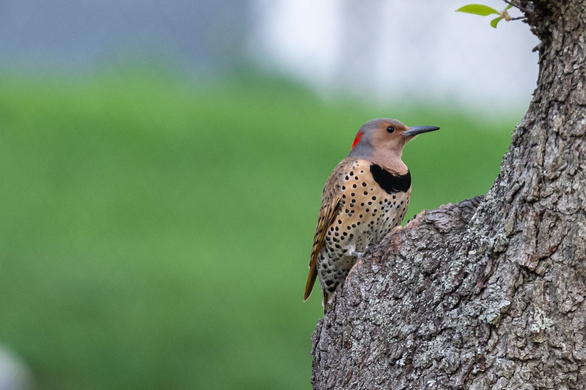 Northern Flicker (Yellow-shafted) - ML561405011