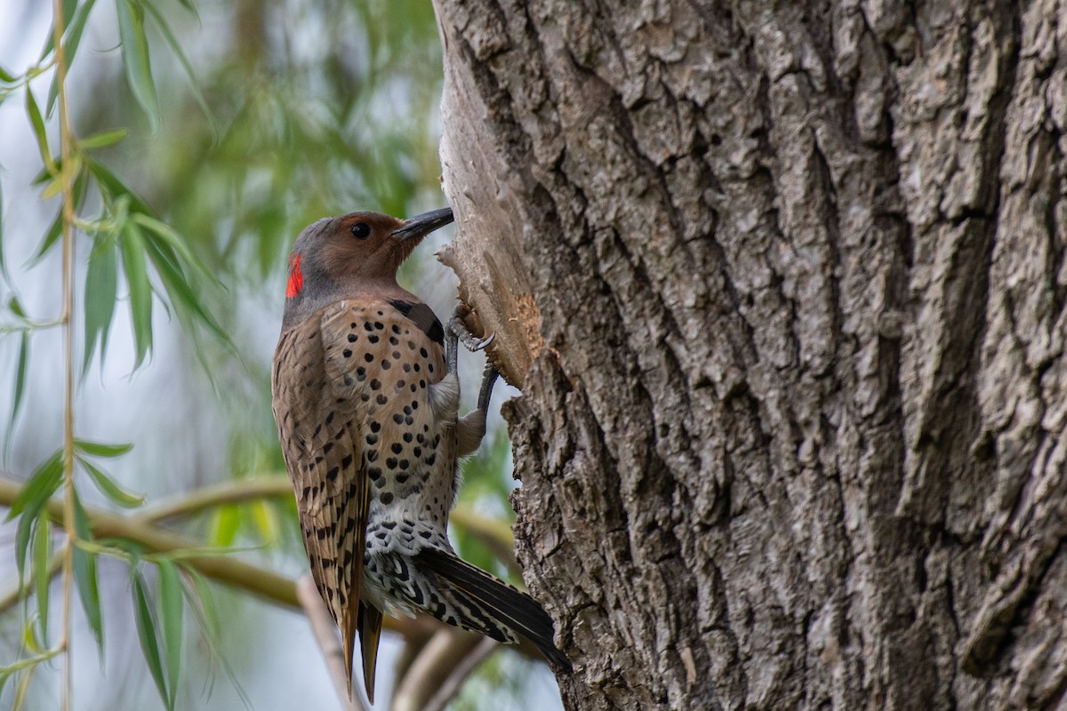 Northern Flicker (Yellow-shafted) - ML561405021